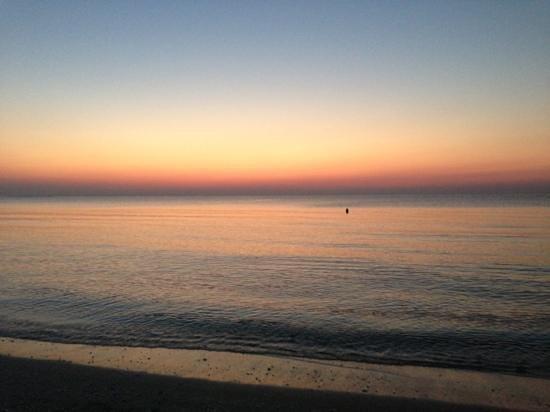 Mackerel Mamaia Nord